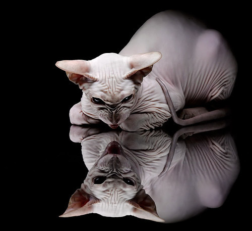 哈弗茨双响难救主!墨西哥神秘军团上演欧冠惊天逆转