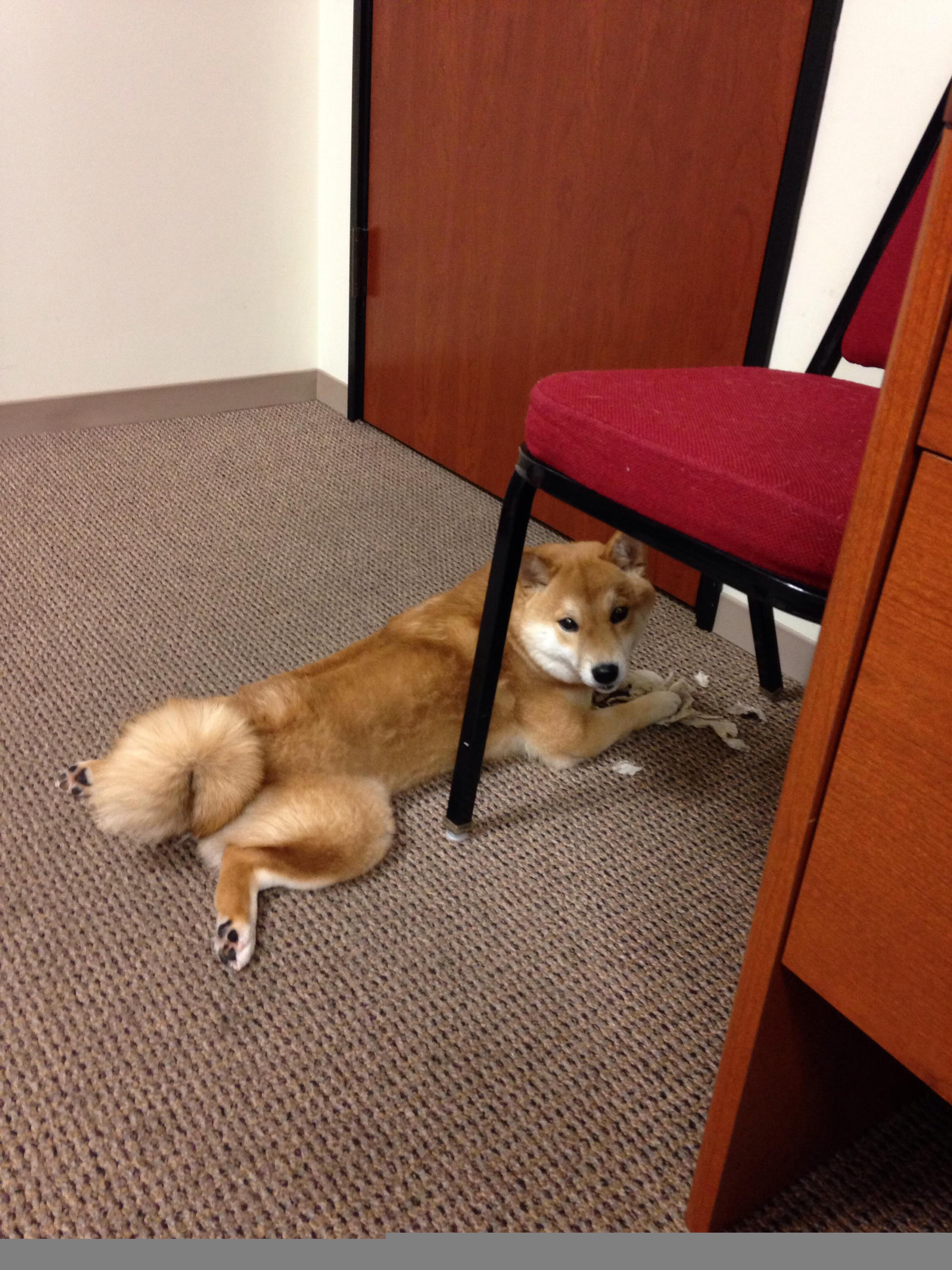 开云体育APP下载-赛道双面镜，梅赛德斯的钢铁洪流与皮亚斯特里的惊艳闪电