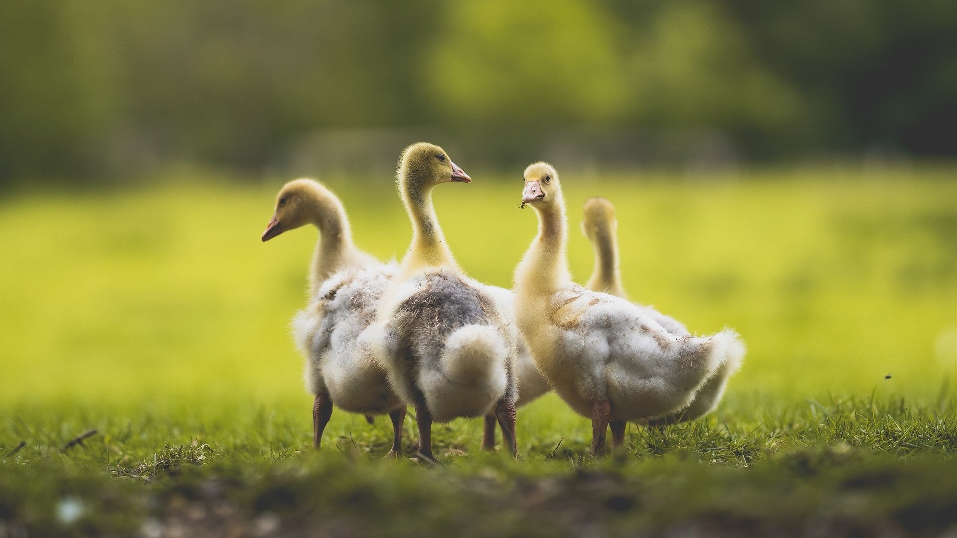 开云体育官网-红土与硬地之殇，当蒙特卡洛的雨成为数字锁链，兹维列夫证明了统治的唯一性