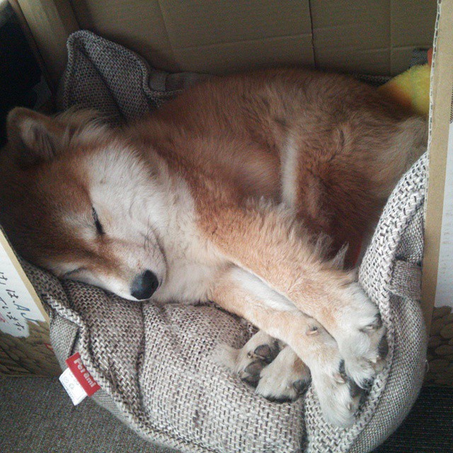 双重爆发，巴斯托尼点亮进攻，智利锁链绞杀澳大利亚