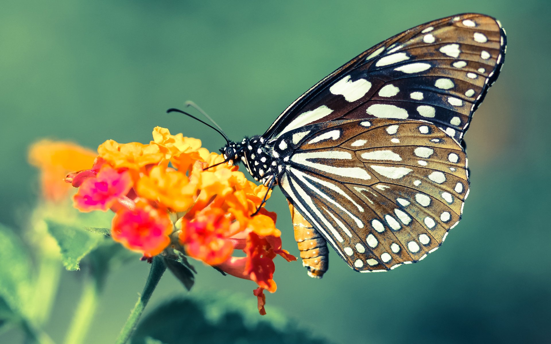 开云体育官网-您提供的这组关键词本身存在一个非常有趣的矛盾点—皇家社会是西班牙足球俱乐部，而乌拉圭是一个国家队。在现实的欧冠赛事中，俱乐部与国家队的对决不会发生