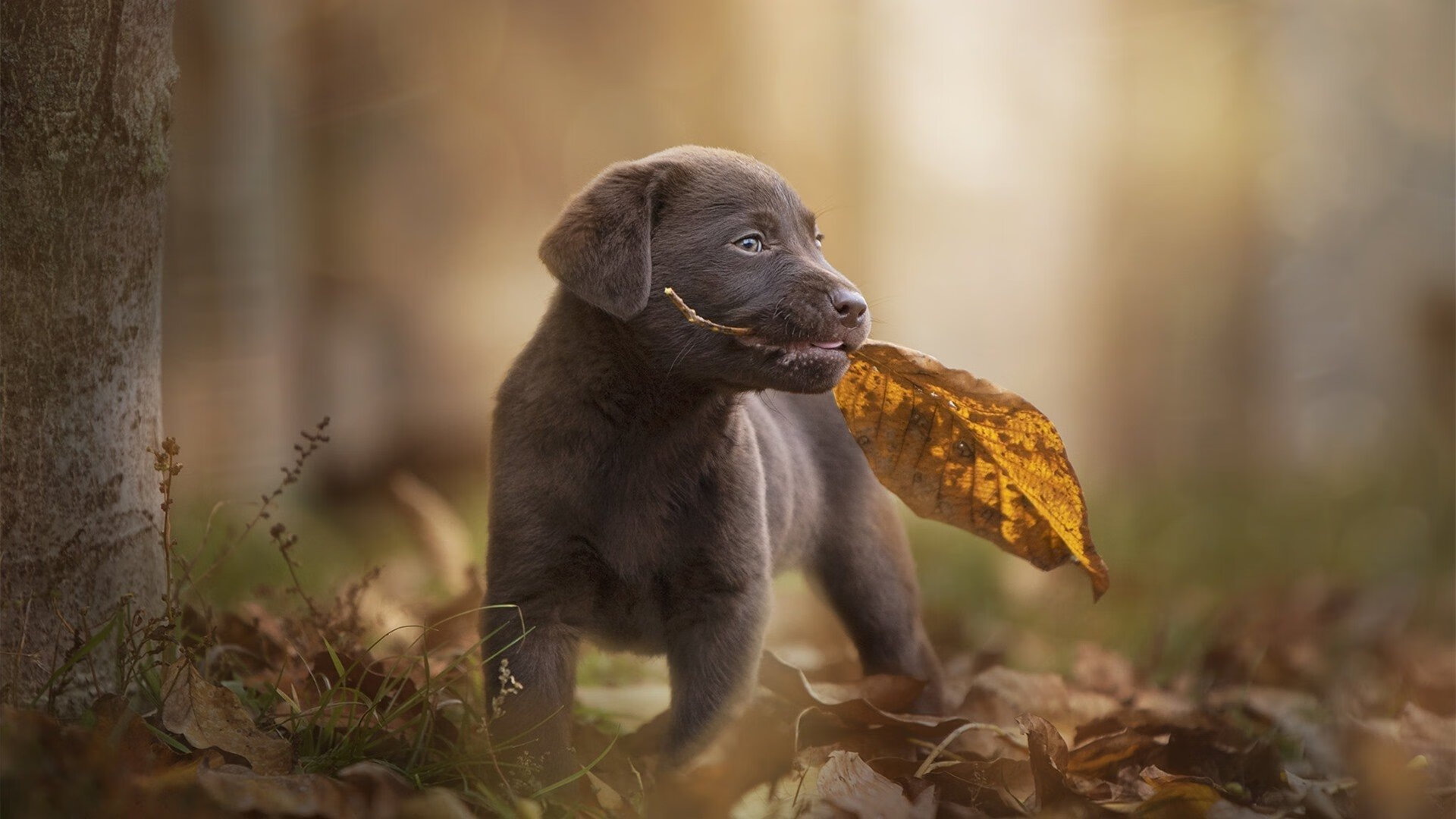 孤独的刺客与铁壁的叹息,京多安一箭穿心,南非式防守下的尤文困局