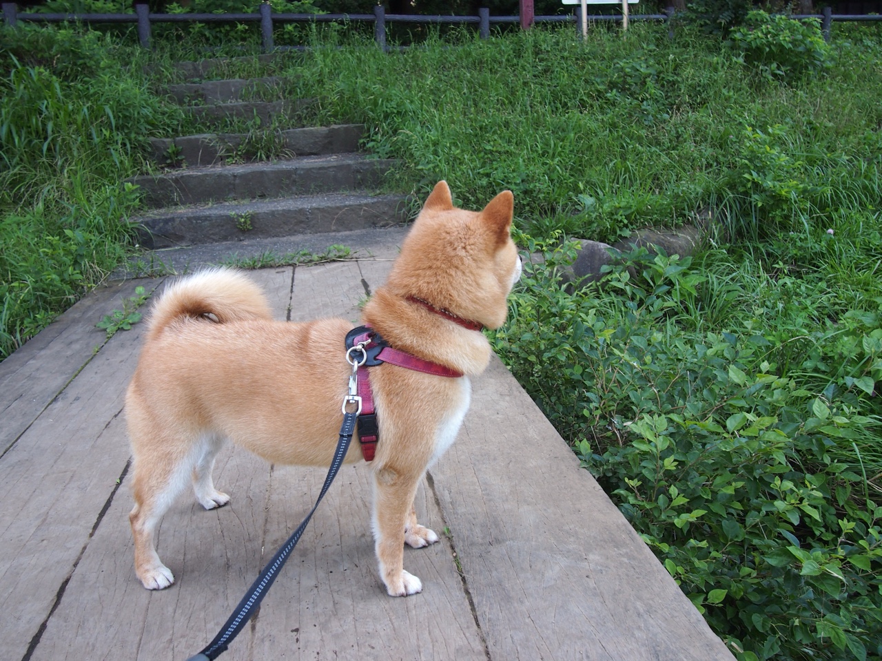 开云体育平台APP-灰熊加时鏖战爵士，若拉梅洛此刻在总决赛赛场？