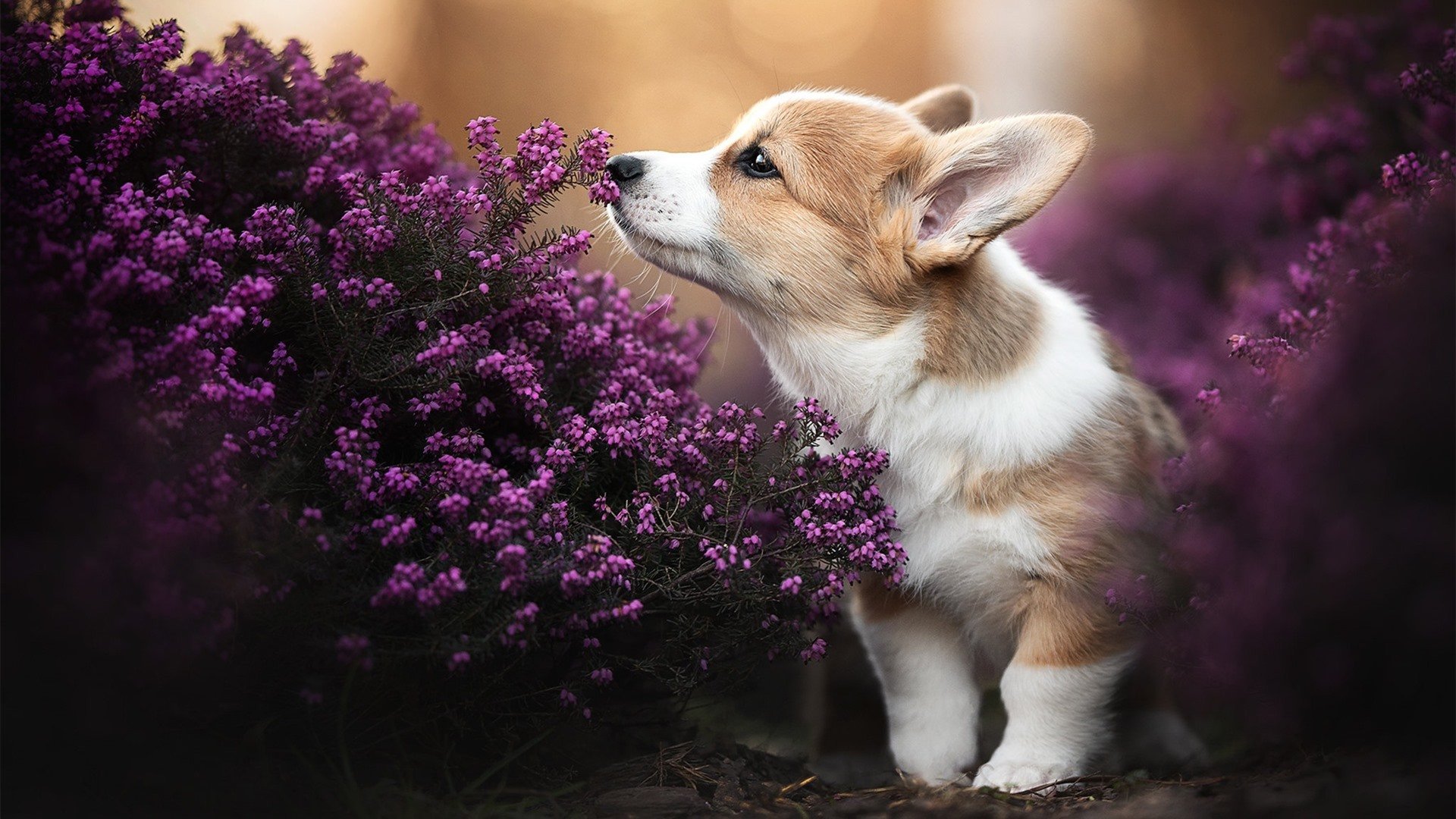 巨星之光点亮决战之夜—萨内年度巅峰战的完美交响