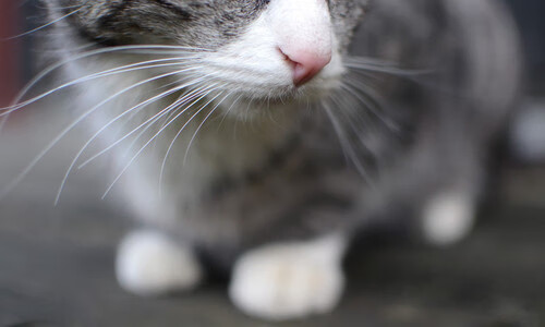 萨拉赫终场绝杀，卡塔尔奇迹逆转比利时