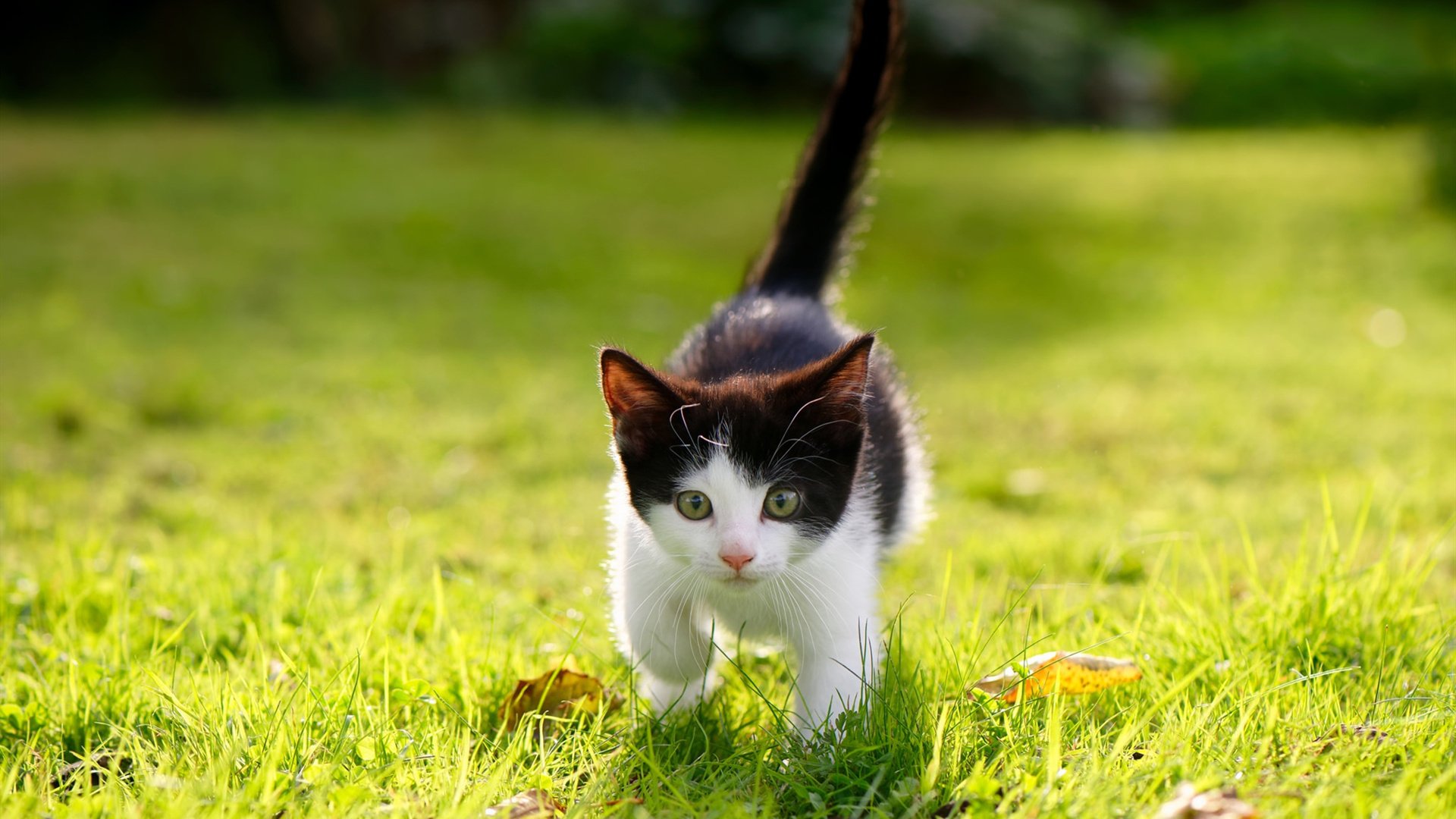 开云体育官网-东瀛武士斩落格子军，坎特化身关键先生