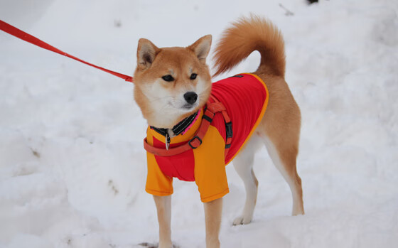 开云体育app-马里血性突围！生死战撕碎哥斯达黎加，直通奥运门票在望