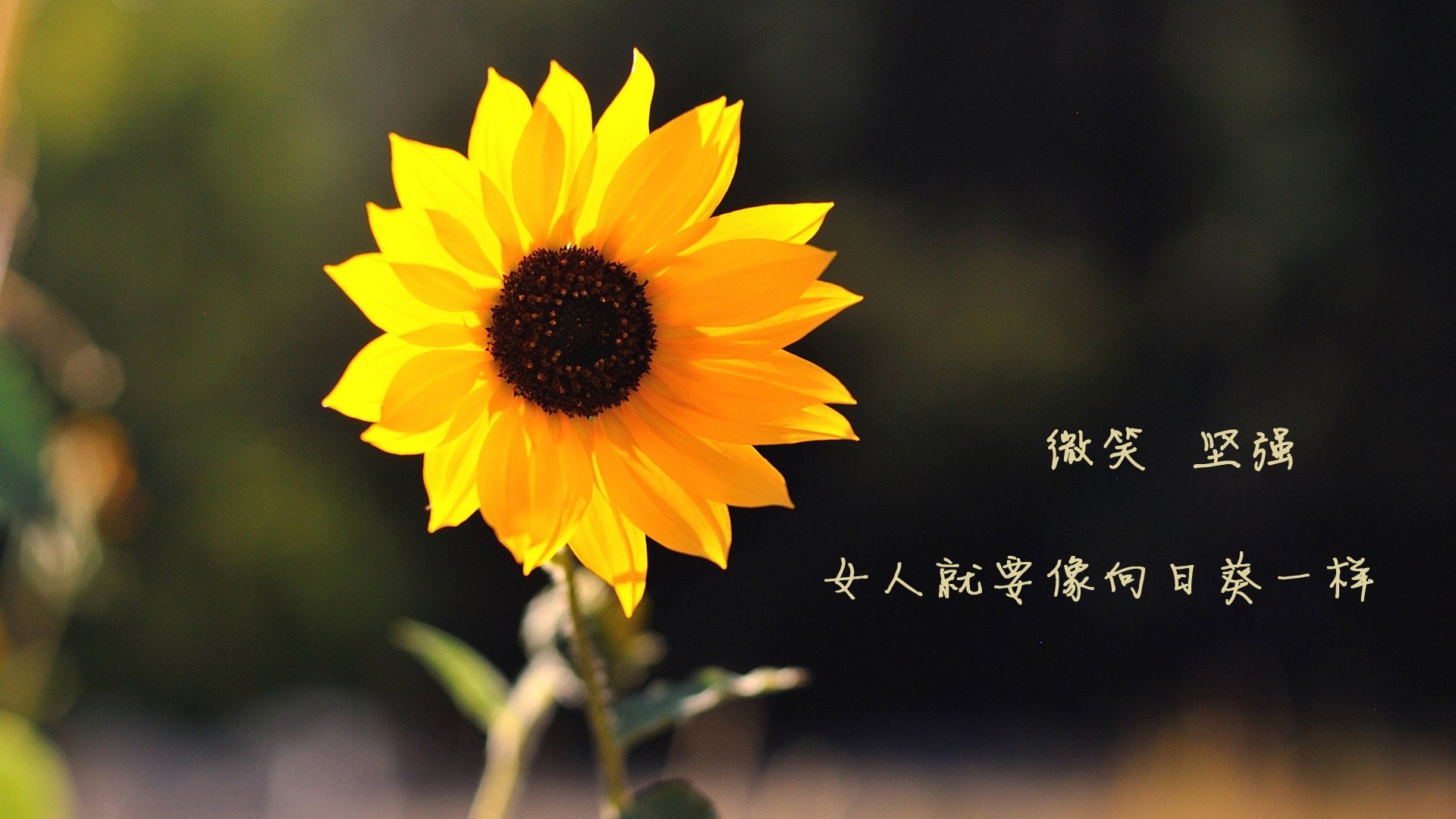 郁金香凋零的赤道之夜,厄瓜多尔的高原风暴与佩德里的致命一击,如何碾碎2026世界杯D组的秩序